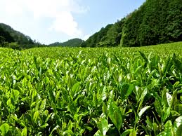 Myoan Matcha - our green tea farm - japan